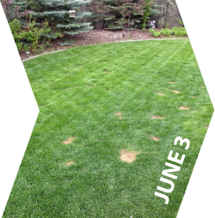 GroundKeeper - Get the 'Green Lawn' Bragging Rights - June 3
